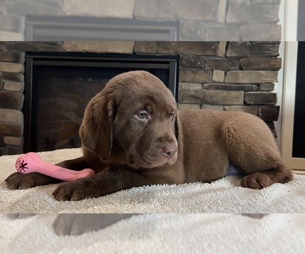 Medium Photo #4 Labrador Retriever Puppy For Sale in NOBLESVILLE, IN, USA