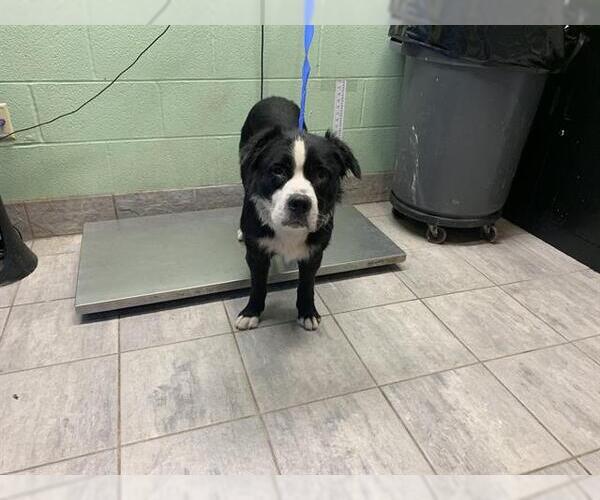 Medium Photo #1 Border Collie Puppy For Sale in Grand Prairie, TX, USA