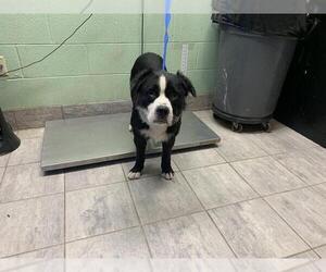 Border Collie Dogs for adoption in Grand Prairie, TX, USA