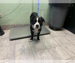 Small Border Collie