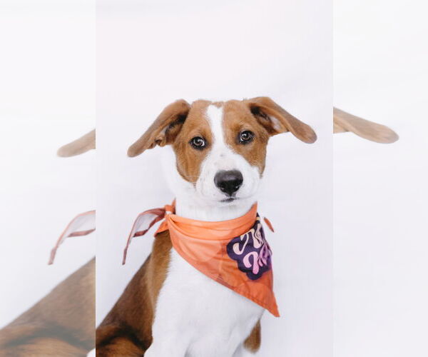 Medium Photo #6 Mutt Puppy For Sale in Princeton, MN, USA