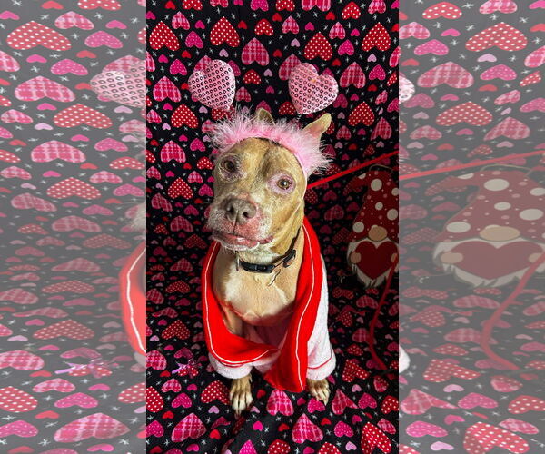 Medium Photo #1 American Pit Bull Terrier-Unknown Mix Puppy For Sale in Germantown, OH, USA