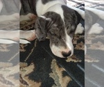 Small Photo #3 Great Dane-Labrador Retriever Mix Puppy For Sale in ESTACADA, OR, USA
