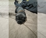 Small Photo #13 Neapolitan Mastiff Puppy For Sale in FARMINGTN HLS, MI, USA