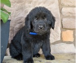 Small #3 Newfoundland