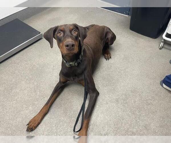 Medium Photo #1 Doberman Pinscher Puppy For Sale in HESPERIA, CA, USA