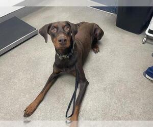 Doberman Pinscher Dogs for adoption in HESPERIA, CA, USA