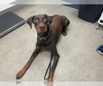 Small Doberman Pinscher