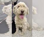 Small #1 Poodle (Standard) Mix