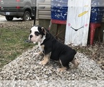 Small Photo #26 Olde English Bulldogge Puppy For Sale in CYNTHIANA, IN, USA