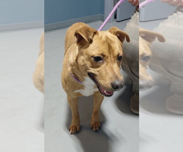 Medium Photo #3 Labrador Retriever-Unknown Mix Puppy For Sale in South Bend, IN, USA