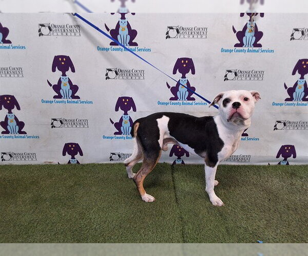 Medium Photo #1 American Bulldog-Unknown Mix Puppy For Sale in Orlando, FL, USA