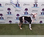 Small American Bulldog Mix