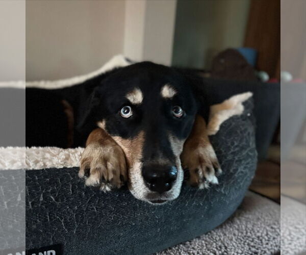 Medium Photo #4 Huskies -Rottweiler Mix Puppy For Sale in Sandy, UT, USA