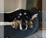 Small #3 Huskies -Rottweiler Mix