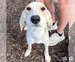 Small #3 Retriever  Mix