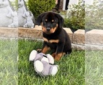 Small #3 Rottweiler