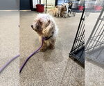 Small #2 Shih-Poo