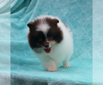 Small #33 Pomeranian