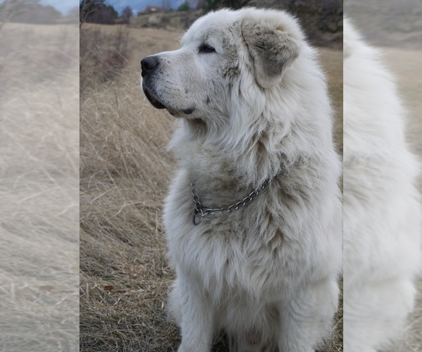 Medium Photo #1 Great Pyrenees-Tibetan Mastiff Mix Puppy For Sale in Lillooet, British Columbia, Canada