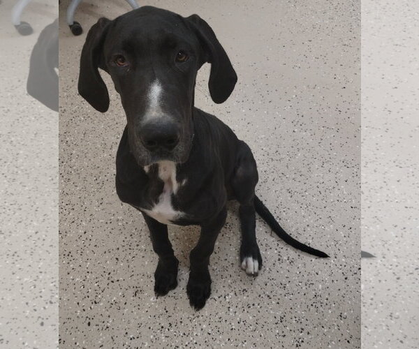 Medium Photo #3 Great Dane Puppy For Sale in York, SC, USA