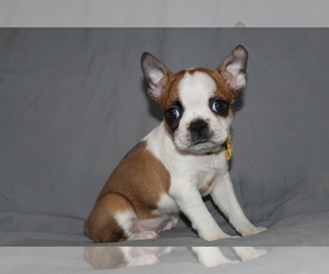 Boston Terrier Puppy for sale in BROOKSVILLE, FL, USA