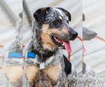 Small #1 Australian Shepherd Mix