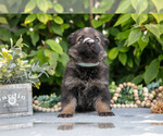 Small #2 German Shepherd Dog