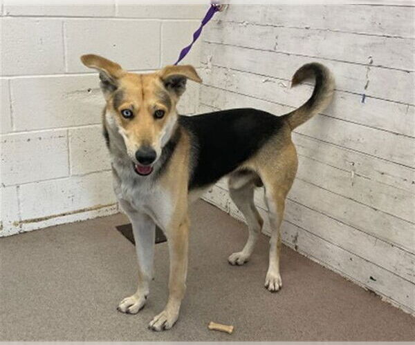 Medium Photo #1 German Shepherd Dog Puppy For Sale in San Bernardino, CA, USA