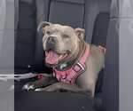 Small #2 American Pit Bull Terrier Mix