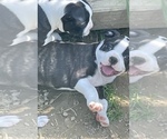 Small Photo #8 Boston Terrier Puppy For Sale in MONTVILLE, OH, USA