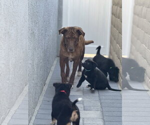 Rosie - Female Labrenees Dog for Adoption - Photo #12