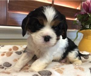 Cavalier King Charles Spaniel Puppy for sale in TEMPLETON, CA, USA