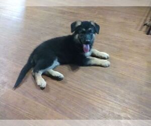 German Shepherd Dog Puppy for Sale in RUFFIN, South Carolina USA