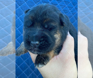 German Shepherd Dog Puppy for Sale in MIAMI, Florida USA