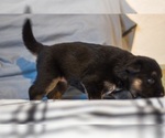 Small Photo #10 German Shepherd Dog-Siberian Husky Mix Puppy For Sale in LOS GATOS, CA, USA