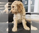 Puppy 8 Goldendoodle