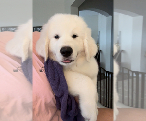 Great Pyrenees-Newfoundland Mix Puppy for sale in ORLANDO, FL, USA