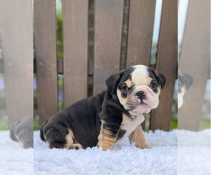 Bulldog Puppy for sale in FISHER ISLAND, FL, USA