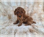 Small Photo #2 Poodle (Miniature) Puppy For Sale in HOMELAND, CA, USA