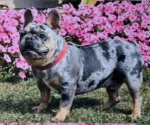 Father of the French Bulldog puppies born on 02/23/2026