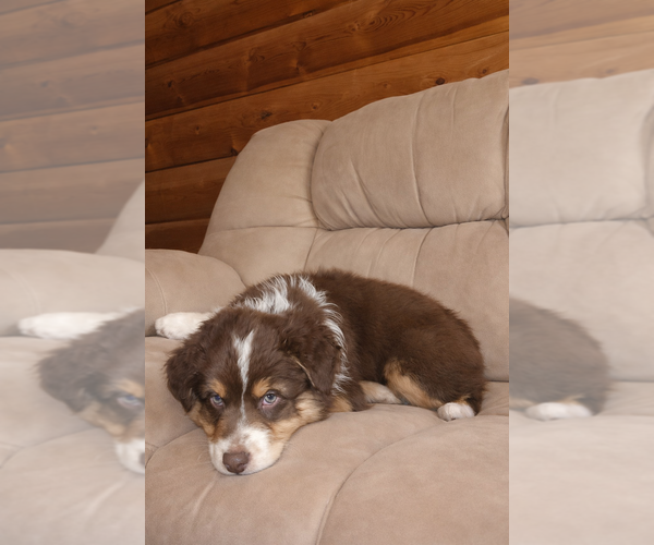 Medium Photo #7 Australian Shepherd Puppy For Sale in MABEL, MN, USA
