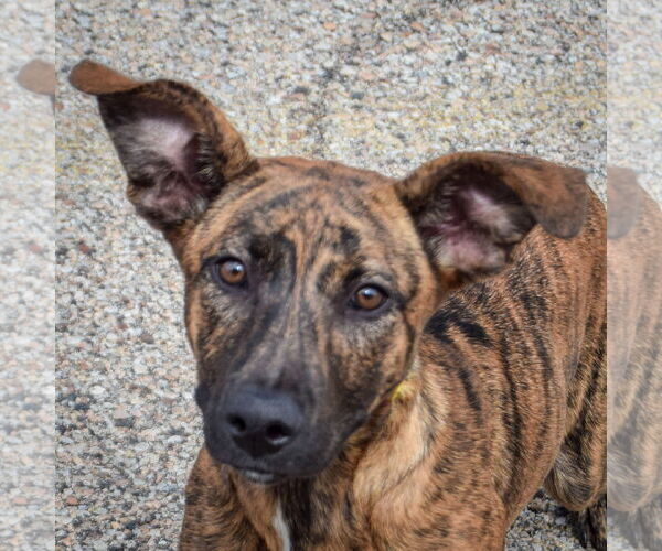 Medium Photo #1 Boxador Puppy For Sale in Huntley, IL, USA