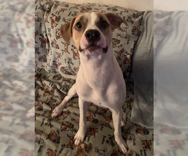 Medium Photo #40 Mutt Puppy For Sale in Spring, TX, USA