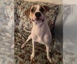 Small #39 Mutt