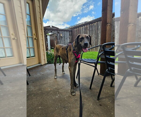 Medium Photo #2 Great Dane Puppy For Sale in Bullard, TX, USA