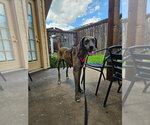 Small #1 Great Dane