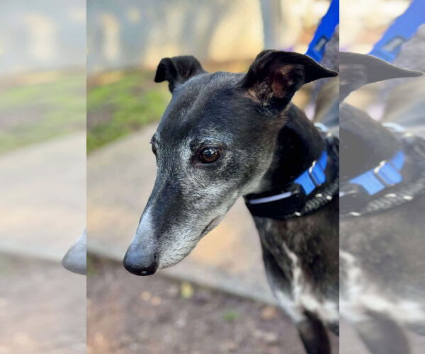 Medium Photo #4 Greyhound Puppy For Sale in Cherry Hill, NJ, USA