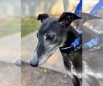 Small #3 Greyhound