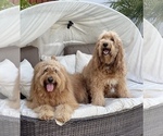 Small Photo #2 Goldendoodle Puppy For Sale in LOS ALAMITOS, CA, USA